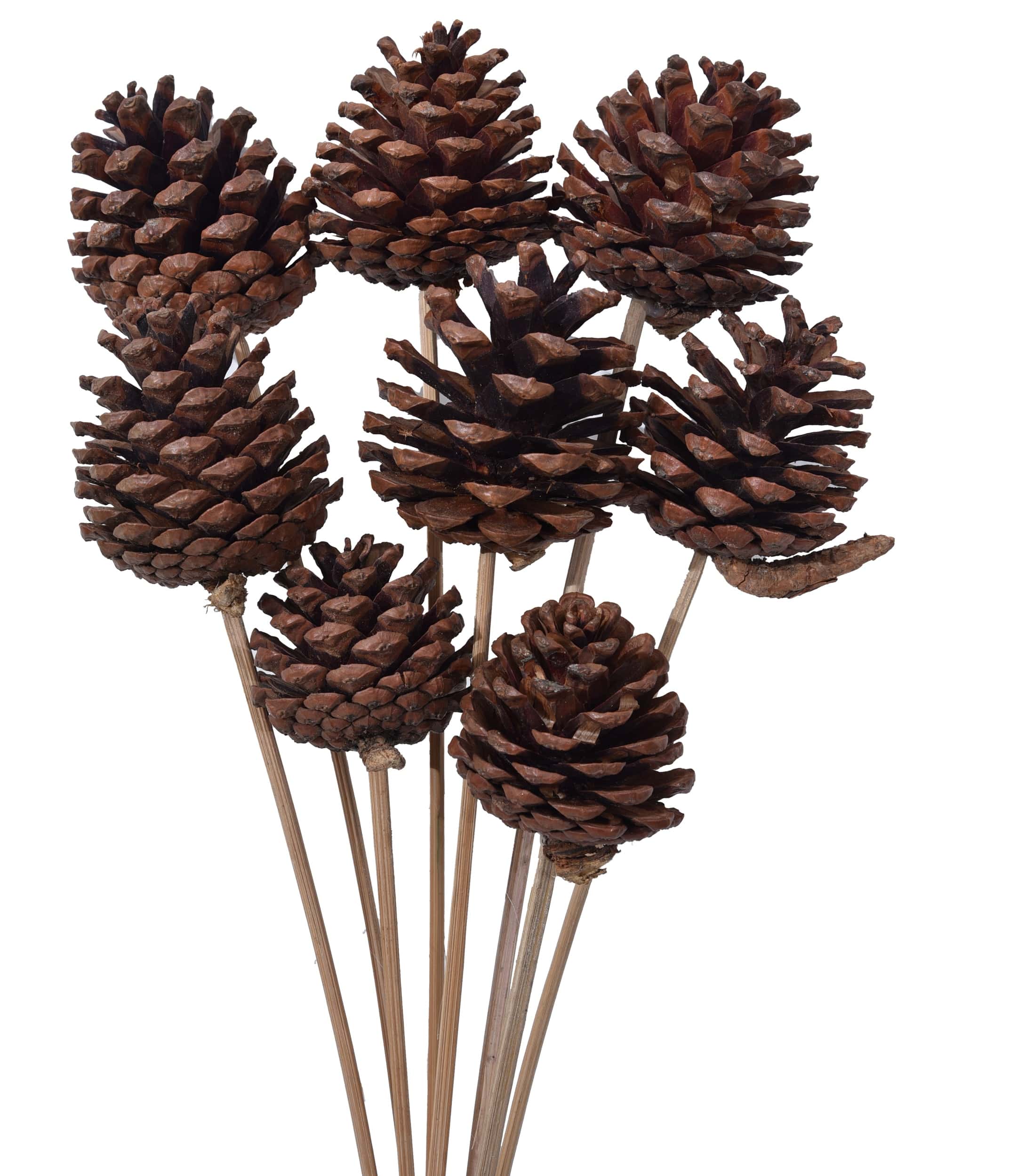 BLUE PINE CONE